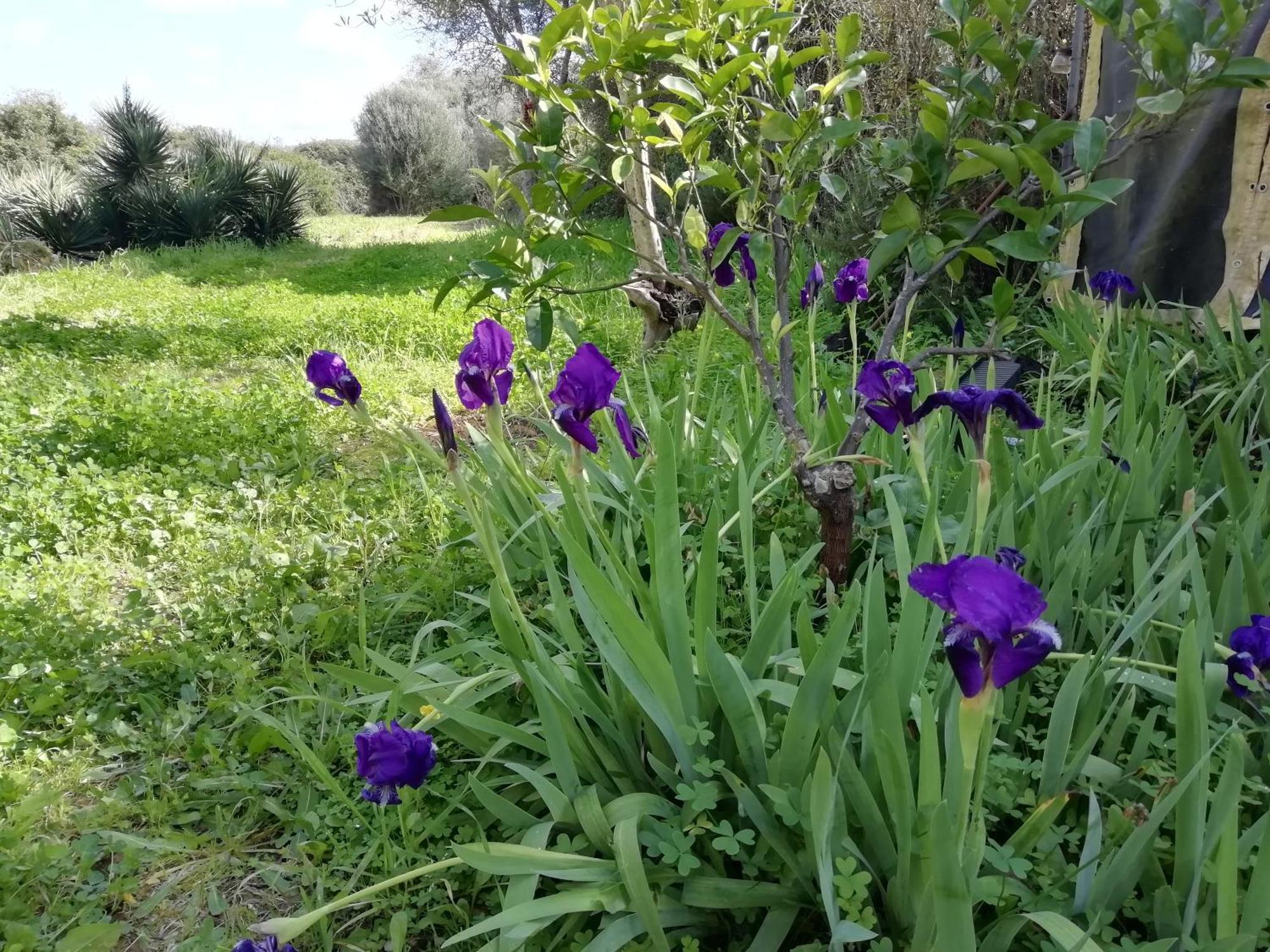 Bed and Breakfast El Matorral Alghero Exterior foto